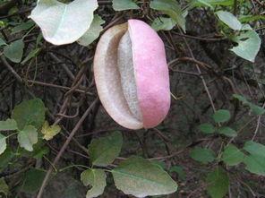 老婆吃八月瓜好不好呢视频,老婆品尝后的美味体验分享