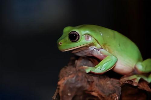 绿头蛙吃瓜视频下载,趣味横生的自然奇观