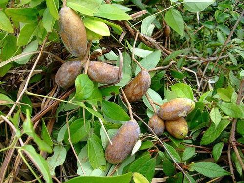 歪果仁吃八月瓜视频,新奇体验引发中外网友热议