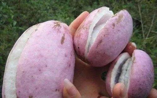 八月瓜自己摘可以吃吗视频,自己摘的果实能否直接食用？